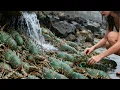 Download Lagu Lobster Stranded On The Beach, Xiao Zhang Is So Lucky