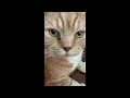 cat eye boogers