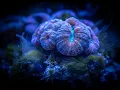15 Amazing Things Seen Under a Microscope That Will Blow Your Mind
