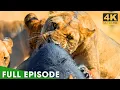 Most Brutal Survival Battles in Africa FULL EPISODE Nature Animal Documentary