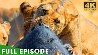 Most Brutal Survival Battles in Africa FULL EPISODE Nature Animal Documentary