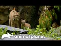 Magnificent Zoo Animals | The Zoo | Animal Planet