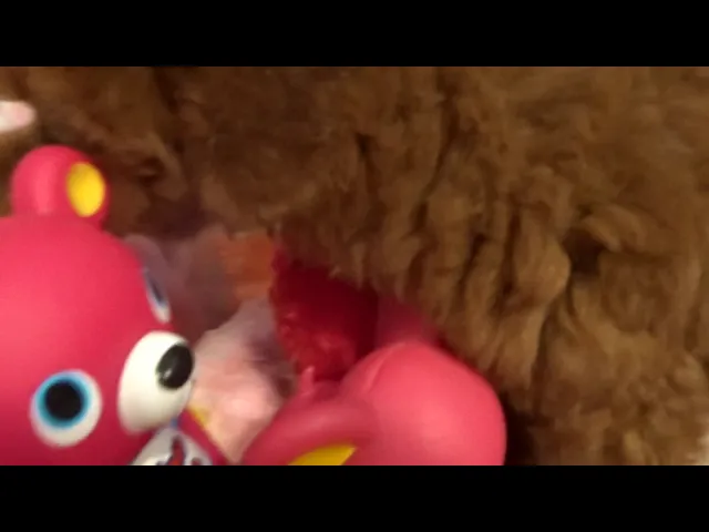 動画
