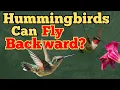 Defying Gravity How Hummingbirds Fly Backward