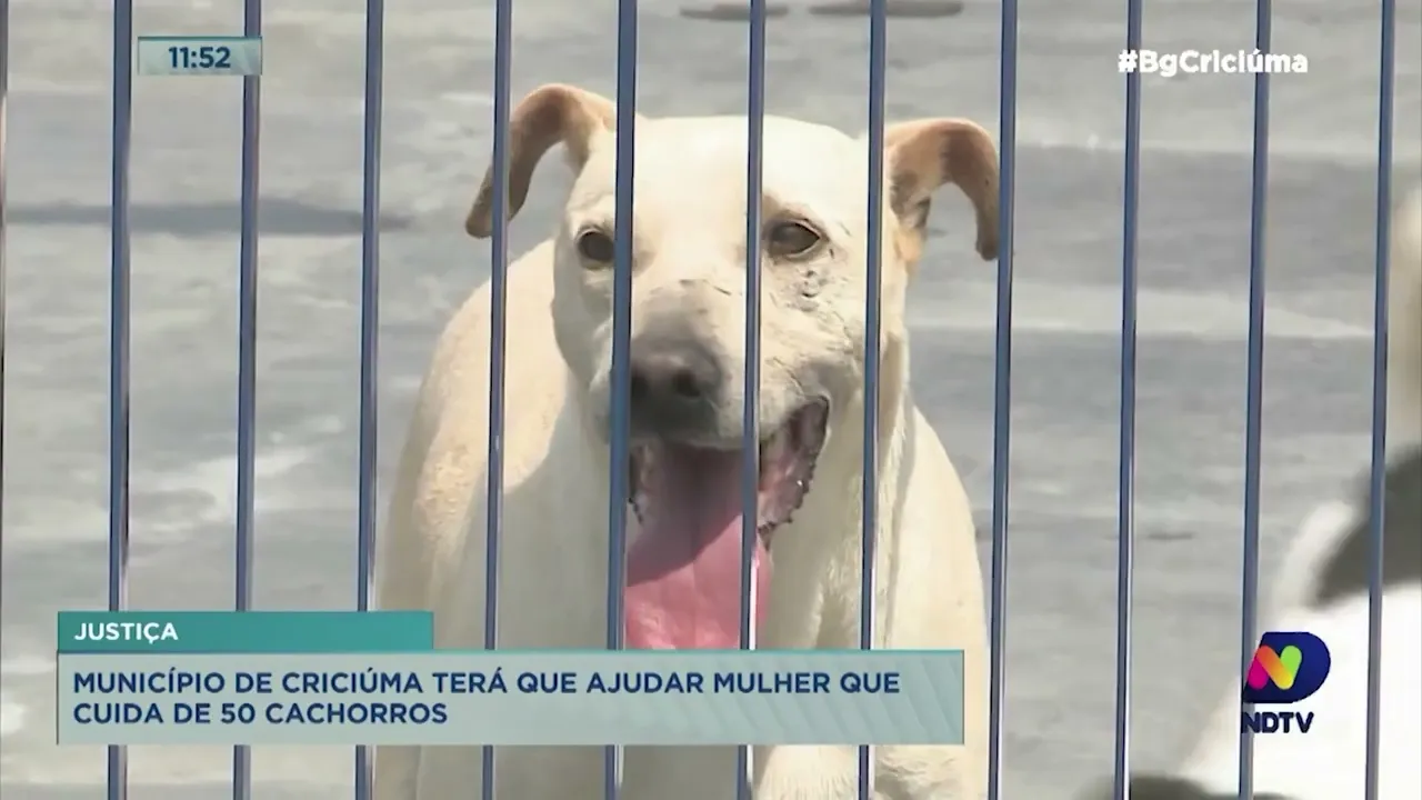 Justiça determina que município de Criciúma ajude mulher que tem 50 cachorros