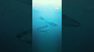 ملك الأسماك السلمون يواجه شبح الانقراض في موطنه 