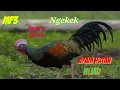 Download Lagu Ngekek birahi,Suara Ayam hutan hijau Jantan dan betina