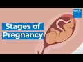 How your baby develops Stages of pregnancy Bupa Health