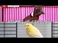 Download Lagu Gacor panjang Burung Kenari vs Burung Cililin.... #burungkenarigacor #burungcililin