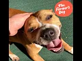 The Farmer s Dog dog-food Review With Puddin