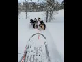 Lagu #travelnorway #alaskanmalamutelife #doglife #senja #sleddogsnorway