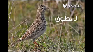 صوت طائر المطوق الزرعي  صوت طائر المطوق الزرعي