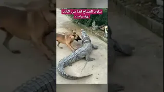 سكوت التمساح قضا على الكلاب بلهفه واحده Shortes 