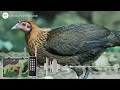 Download Lagu TIẾNG GÀ MÁI RỪNG mồi kêu trống cực chuẩn 100% | Animal Sounds