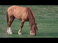 Wabiska steps up in Teddys absence Blair Brandy turn one Alberta Wild Horses