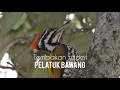 Download Lagu Guru Vokal Murai Batu | Pelatuk Bawang nembak rapat