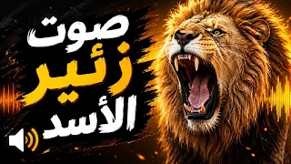   صوت زئير الأسد   زئير أسد حقيقي وقوي بجودة عالية   مؤثرات صوتية للحيوانات دندنها