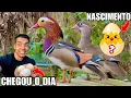 Download Lagu Tem pintinhos nascendo | Ovoscopia pato mandarim e Gansos africanos e Toulousse | Aves Recriar 