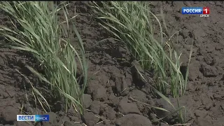 В Омской области угроза засухи