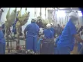 Download Lagu Granja Avestruces - Impresionante modelo cría avestruces para hacer bolsas y llevar carne