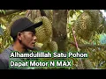 Download Lagu Durian Musang King/ Tak Butuh Lahan Luas Cukup Depan Rumah