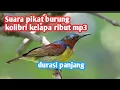 Download Lagu Suara pikat burung kolibri kelapa ribut mp3