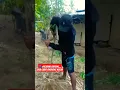 Download Lagu pacarmu ganteng bisa cabut singkong nggak