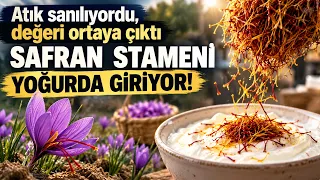 Kilosu 600 Bin Lirayı Buluyor: Safranın Yan Ürünü Şimdi Yoğurdu Zenginleştirecek
