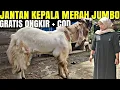 Lagu JUMBO MEWAH MURAH !! Kambing PE Kaligesing Gratis ongkir