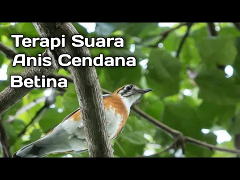 Download MP3 Suara anis cendana betina merayu jantan