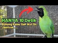 Download Lagu 5 Detik Jamtrok! Pancingan Cucak Ijo Biar Emosi Bongkar Isian | Cucak Ijo Gacor Bongkar Isian