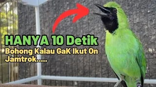 Download 5 Detik Jamtrok! Pancingan Cucak Ijo Biar Emosi Bongkar Isian | Cucak Ijo Gacor Bongkar Isian MP3