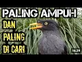 Download Lagu Jalak kebo jantan gacor | masteran jalak paling di cari pancingan jalak paling ampuh