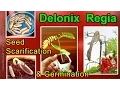 Download Lagu Seed Germination By Scarifying Seeds Of Delonix Regia / Royal Poinciana / Gulmohar / Flamboyant Tree