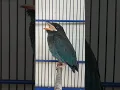 Download Lagu Burung Tengkek Buto gacor mantap #shorts
