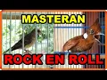 Download Lagu Masteran Blackthroat dan Cililin Jernih Jeda Suara Air Durasi Panjang Untuk Kenari Gacor Pilih Juri