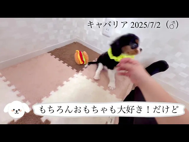 動画