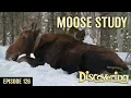 DISCOVERING Moose Collaring Study - Part 1