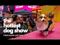 The Hottest Dog Show A Canine Beauty Pageant