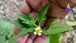 कमरतोड़ दर्द को ठीक करती है यह अदभुत जड़ी बूटी /  Tridax procumbens