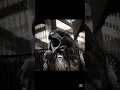 Download Lagu Bird Sounds💀 ##shorts #birds #sound #edit