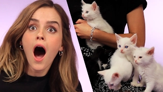 Download Emma Watson Plays With Kittens (While Answering Fan Questions) MP3