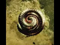 Nine Inch Nails - Closer To God (Extended Version)