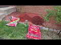 Lowes Premium Mulch vs Sta-Green Mulch 5 for 10 deal lowes