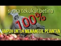 Download Lagu Suara burung tekukur durasi panjang