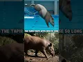 Lagu 28 Animals Olympic Diving Show 🐻🐍🐓🐪🦔 | Funny Forest, Farm \u0026 Wild Animal Competition 🏅🎶