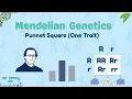 Mendelian Genetics One-Trait Punnet Square
