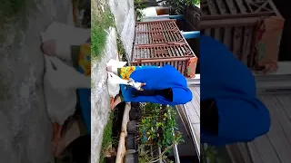 Lady Slaughter Duck  Lady Slaughter Duck