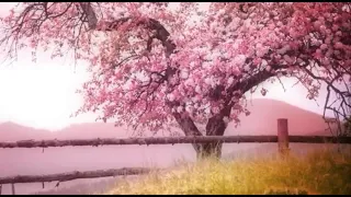 #SoothingRelaxation Relaxing Piano Music: Beautiful Relaxing Music, Sleep Music, Stress Relief ★122