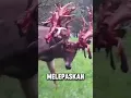 Download Lagu Rusa ini Bukan melepas kan tanduk nya.